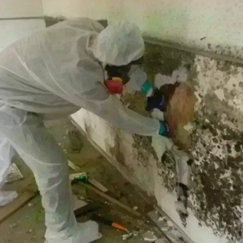 Mold Remediation and Removal in Logan County, IL